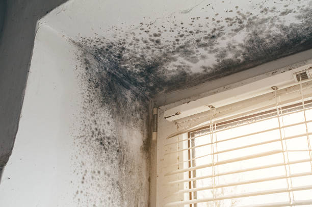 Affordable Mold Removal solutions in Thorndale, TX