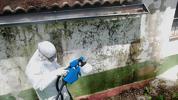 Top rated local Mold Removal specialists in Thorndale, TX